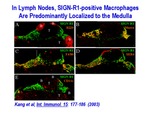 SIGN-R1-Positive Macrophages by Steinman Laboratory