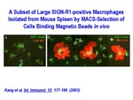 A Subset of Large SIGN-R1-Positive Macrophages Isolated from Mouse Spleen