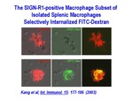 The SIGN-R1-Positive Macrophage Subset