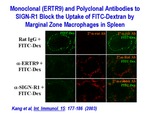 Monoclonial (ERTRA) and Polyclonal Antibodies by Steinman Laboratory