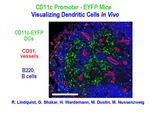 CD11c Promoter-EYFP Mice Visualizing Dendritic Cells In Vivo by Steinman Laboratory