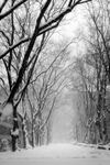 Cross campus path in winter by The Rockefeller University