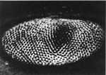 COMPOUND EYE OF THE HORSESHOE by The New York Academy of Science