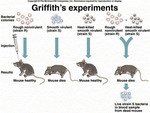 GRIFFITH'S EXPERIMENT by The Rockefeller University